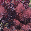 Winecraft Black® Smokebush (Cotinus coggygria 'Winecraft Black') - QT
