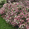 Proven Winners® Color Choice® Czechmark Trilogy® Weigela (Weigela FLORIDA 'VUKOZGemini') - QT