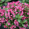Weigela Snippet® Dark Pink (Weigela 'Snippet Dark Pink') - QT