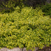 Gold Splash® Wintercreeper (Euonymus fortunei 'Roemertwo') - QT