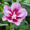 Purple Pillar® Rose of Sharon (Hibiscus syriacus 'Purple Pillar') - QT