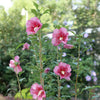 Red Pillar® Rose of Sharon (Hibiscus syriacus 'Red Pillar') - QT