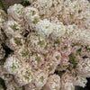 Bobo® Panicle Hydrangea (Hydrangea paniculata 'ILVOBO') - QT