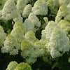 'Limelight' Panicle Hydrangea (Hydrangea paniculata 'Zwijnenburg') - QT