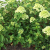 Little Lime® Panicle Hydrangea (Hydrangea paniculata 'Jane') - QT