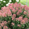 Little Quick Fire® Panicle Hydrangea (Hydrangea pan ‘Little Quick Fire') - QT