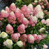 Quick Fire Fab® Panicle Hydrangea (Hydrangea 'P Quick Fire Fab') - QT