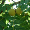 Black Walnut (Juglans nigra) - 1 gallon 18" WHIP