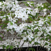 Cherokee Princess Flowering Dogwood (Cornus florida 'Cherokee Princess') - 1 gallon 3-4' TREE
