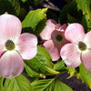 Stellar Pink® Dogwood (Cornus x 'Rutgan') - 1 gallon 4-5' TREE