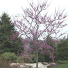 Eastern Redbud (Cercis canadensis) - 1 gallon