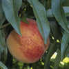 Redhaven Peach (Prunus persica 'Redhaven') - 3 gallon 36" TREE