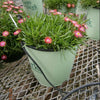 Fire Spinner® Ice Plant (Delosperma delosperma 'P001S') - QT