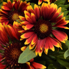 Gaillardia Spintop Orange Halo Blanket Flower (Gaillardia spintop 'Orange Halo') - QT