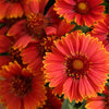 Spintop Yellow Touch Blanket Flower (Gaillardia spintop 'Yellow Touch') - QT