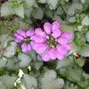 Purple Dragon Spotted Deadnettle (Lamium M 'Purple Dragon') - QT