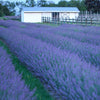 Phenomenal® Lavender (Lavandula x intermedia 'Phenomenal') - QT