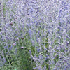Blue Jean Baby Russian Sage (Perovskia atriplicifolia 'Blue Jean Baby') - QT