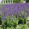 East Friesland Meadow Sage (Salvia nemorosa 'East Friesland') - QT