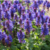 Blue Marvel Salvia (Salvia nemerosa 'Blue Marvel') - QT