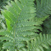 Ostrich Fern (Matteuccia struthiopteris 'Ostrich') - QT