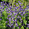 Blue False Indigo (Baptisia australis) - QT