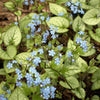 Jack Frost Siberian Bugloss (Brunnera macrophylla 'Jack Frost') - QT