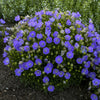 Rapido Blue Bellflower (Campanula carpatica 'Rapido Blue') - QT