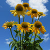 Sombrero® Lemon Yellow II (Improved) Coneflower (Echinacea 'Sombrero Lemon Yellow Ii') - QT
