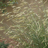 Blonde Ambition Blue Grama Grass (Bouteloua 'Blonde Ambition') - QT
