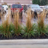 Karl Foerster Feather Reed Grass (Calamagrostis x acutiflora 'Karl Foerster') - QT