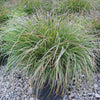 Hameln Fountain Grass (Pennisetum alopecuroides 'Hameln') - QT