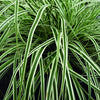 EverColor® Everest™ Sedge (Carex oshimensis 'Everest') - QT