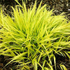 Japanese Forest Grass (Hakonechloa macra 'All Gold') - QT