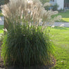 Gracillimus Maiden Grass (Miscanthus sinensis 'Gracillimus') - QT