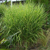 Porcupine Grass (Miscanthus sinensis 'Strictus') - QT