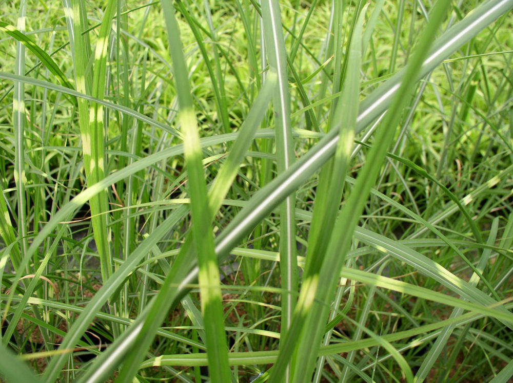 Zebra Grass (Miscanthus sinensis 'Zebrinus') - QT