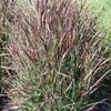 Shenandoah Switch Grass (Panicum virgatum 'Shenandoah') - QT
