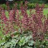 Berry Timeless Coralbells (Heuchera 'Berry Timeless') - QT