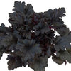 Primo® 'Black Pearl' Coral Bells (Heuchera 'Black Pearl') - QT