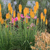 Mango Popsicle Dwarf Poker (Kniphofia mango 'Mango Popsicle') - QT
