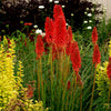 Red Hot Popsicle Dwarf Poker (Kniphofia redhot 'Red Hot Popsicle') - QT