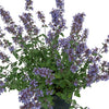 Cat’s Meow Catmint (Nepeta F 'Cats Meow') - QT