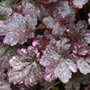 Midnight Rose Coral Bells (Heuchera midnight 'Midnight Rose') - QT