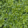 Japanese Spurge (Pachysandra terminalis) - QT