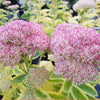 Frosted Fire Autumn Stonecrop (Sedum frosted 'Fire') - QT