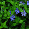 Common Periwinkle (Vinca minor) - QT