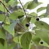 Common Hackberry (Celtis occidentalis) - 3 gallon