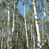 Quaking Aspen (Populus tremuloides) - 3 gallon RP