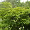 Japanese Snowbell (Styrax japonicus) - 3 gallon